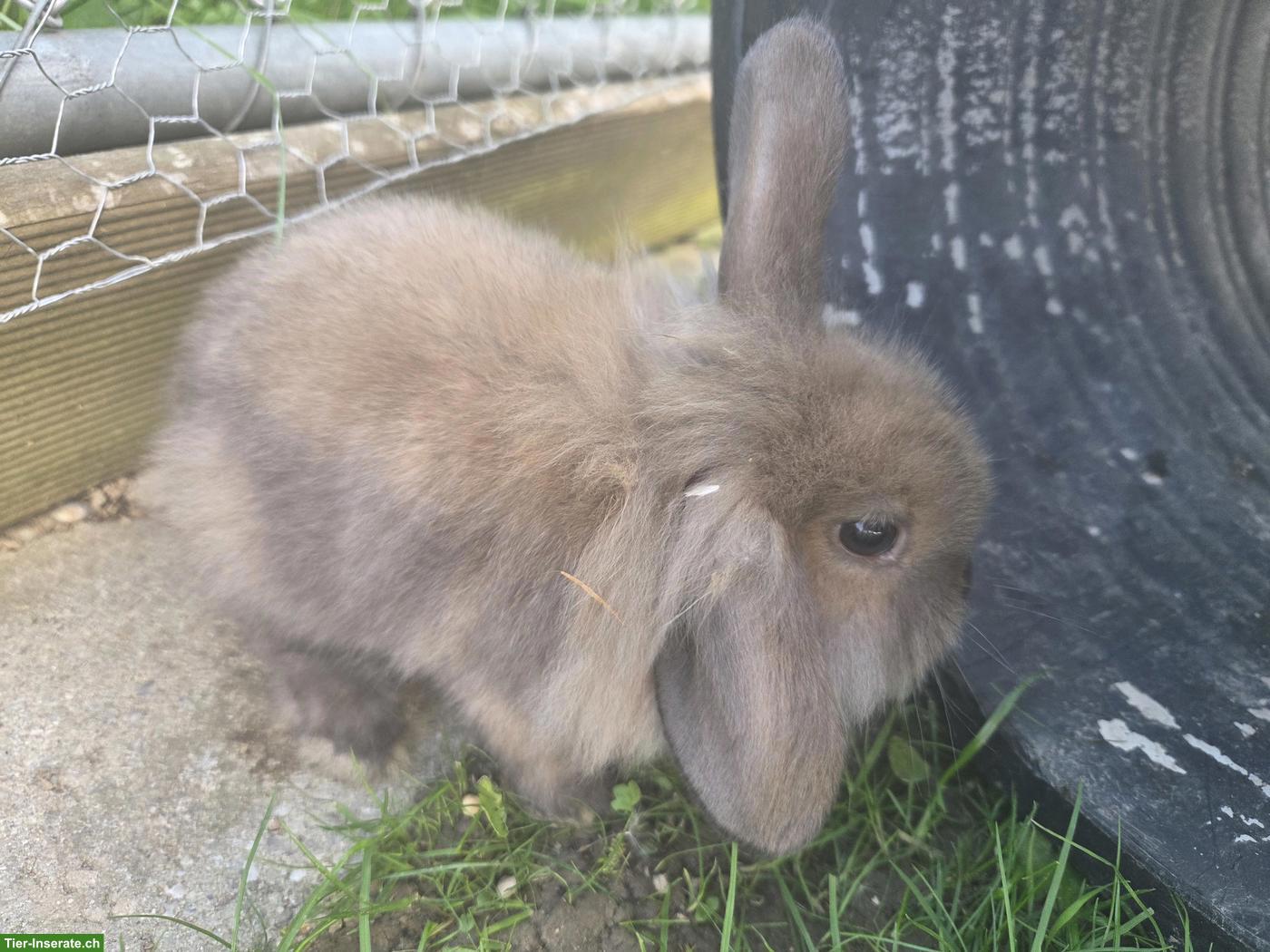 Bild 5: Zwergkaninchen Babys für Aussenhaltung