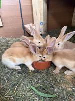 Burgunder und Burgunder Mix Kaninchen zu verkaufen