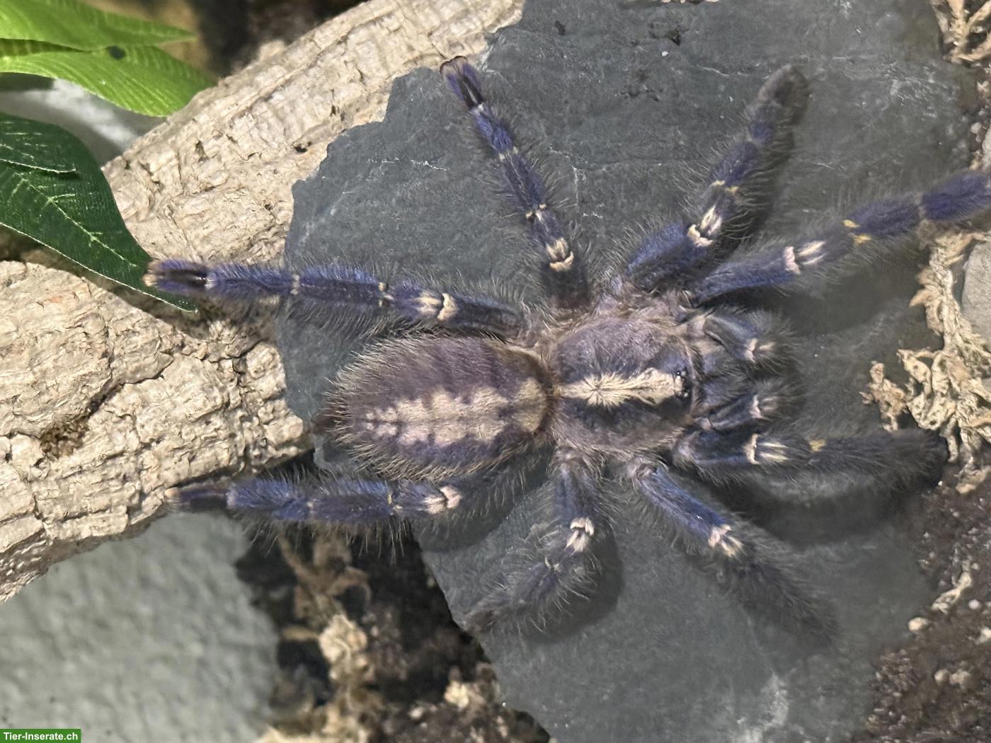 Poecilotheria metallica mit Terrarium