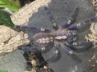 Poecilotheria metallica mit Terrarium