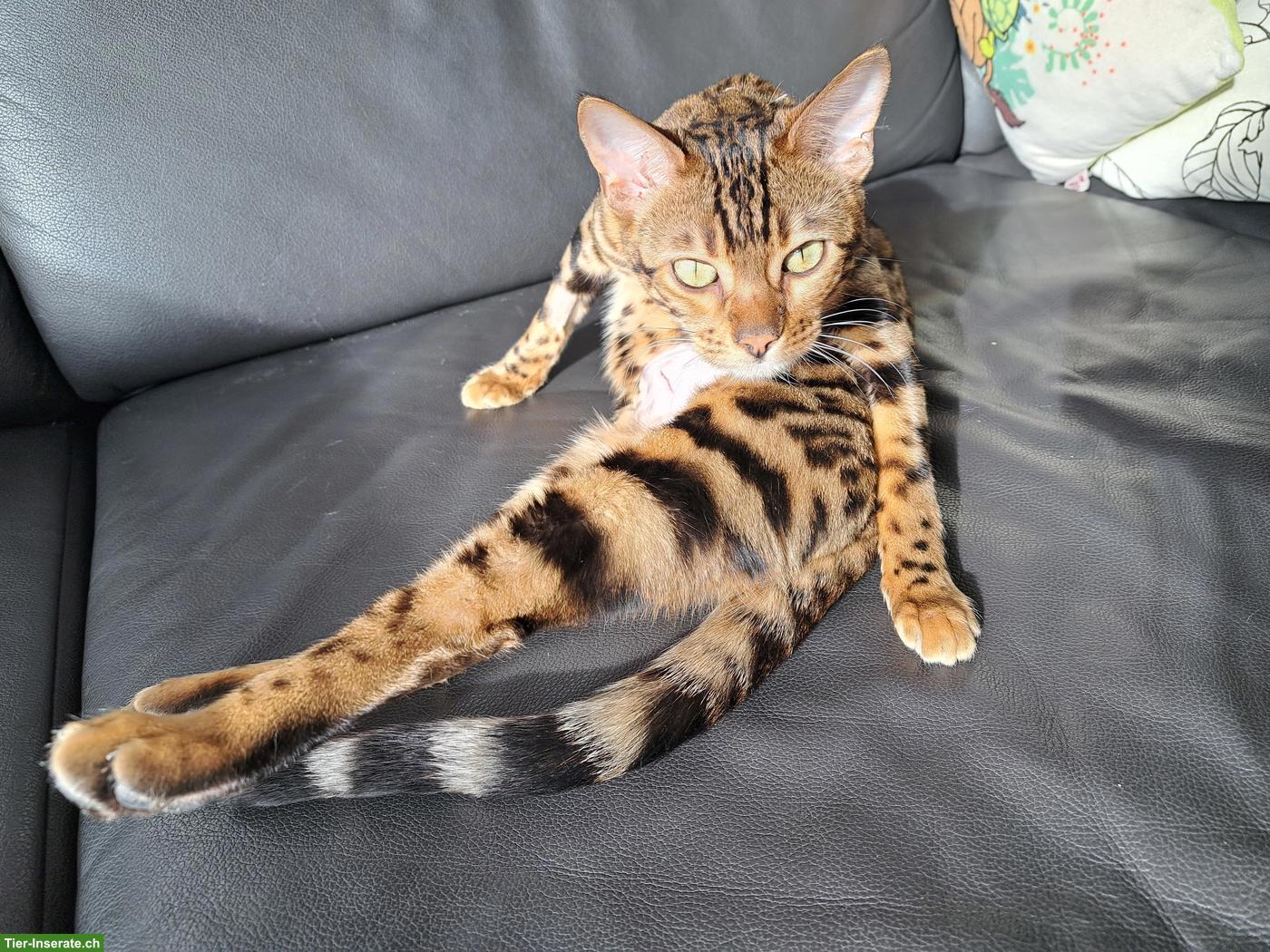Bengal Katze Yuna (4 Jahre) sucht ihr Für-immer-Zuhause