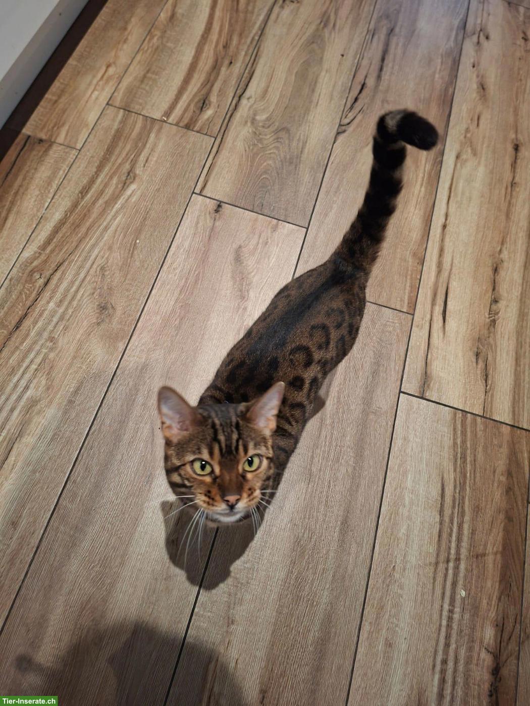 Bild 2: Bengal Katze Yuna (4 Jahre) sucht ihr Für-immer-Zuhause