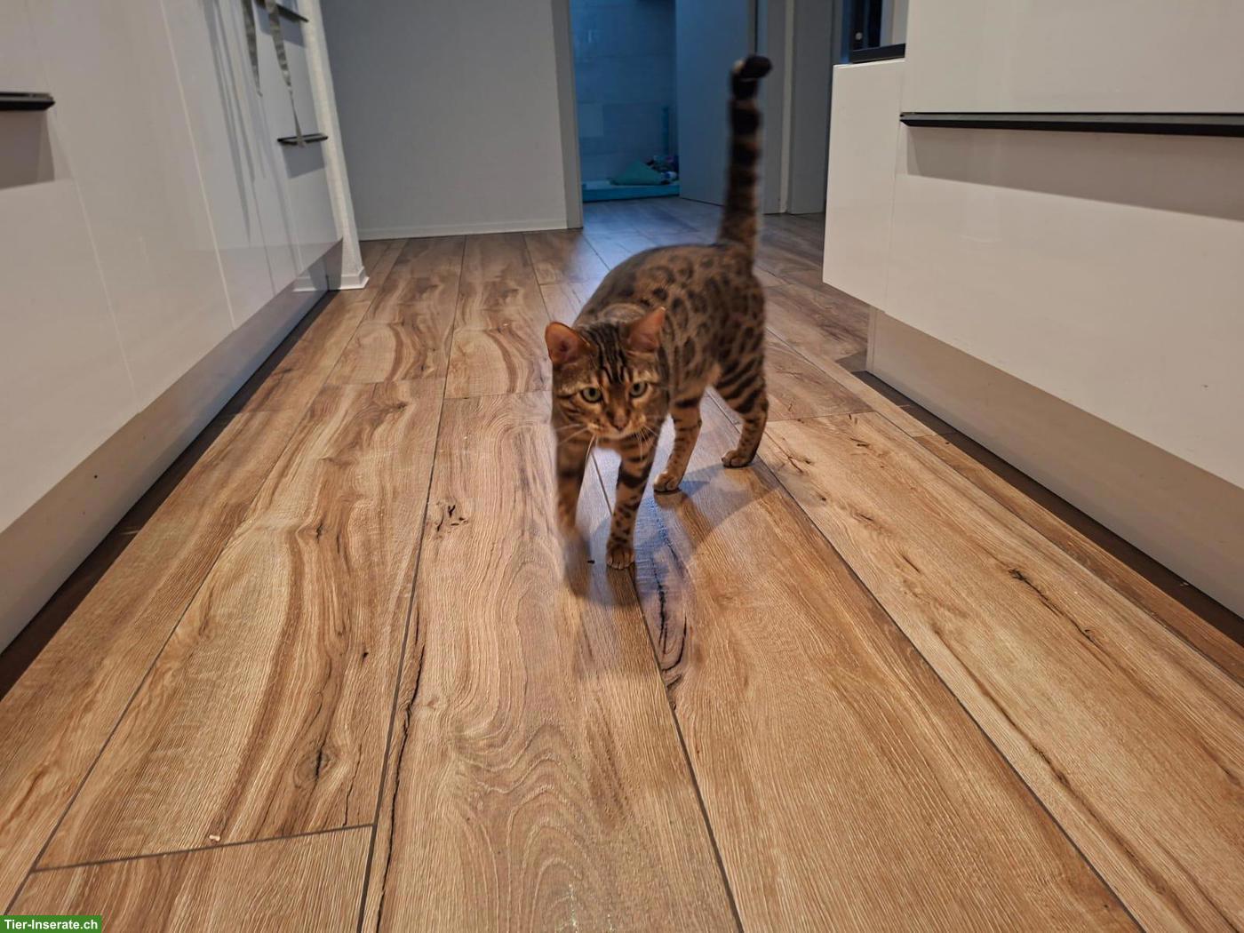 Bild 3: Bengal Katze Yuna (4 Jahre) sucht ihr Für-immer-Zuhause
