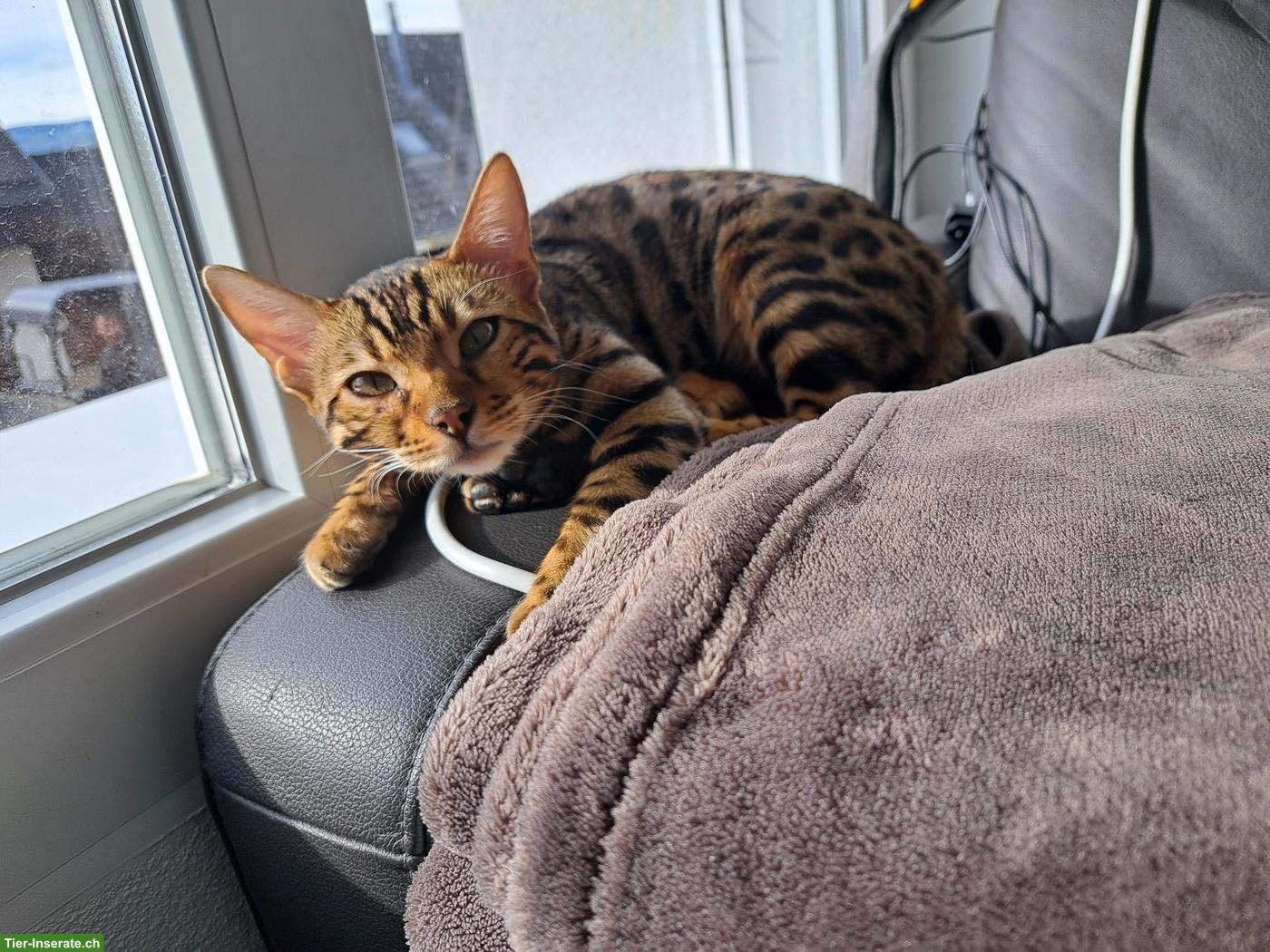 Bild 4: Bengal Katze Yuna (4 Jahre) sucht ihr Für-immer-Zuhause