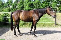 Schweizer Warmblut, nervenstarke Freizeitstute mit Arbeitsfreude