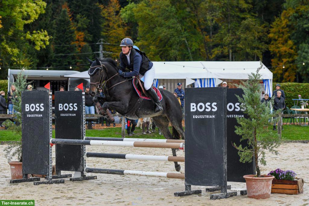 Bild 3: Schweizer Warmblut, nervenstarke Freizeitstute mit Arbeitsfreude