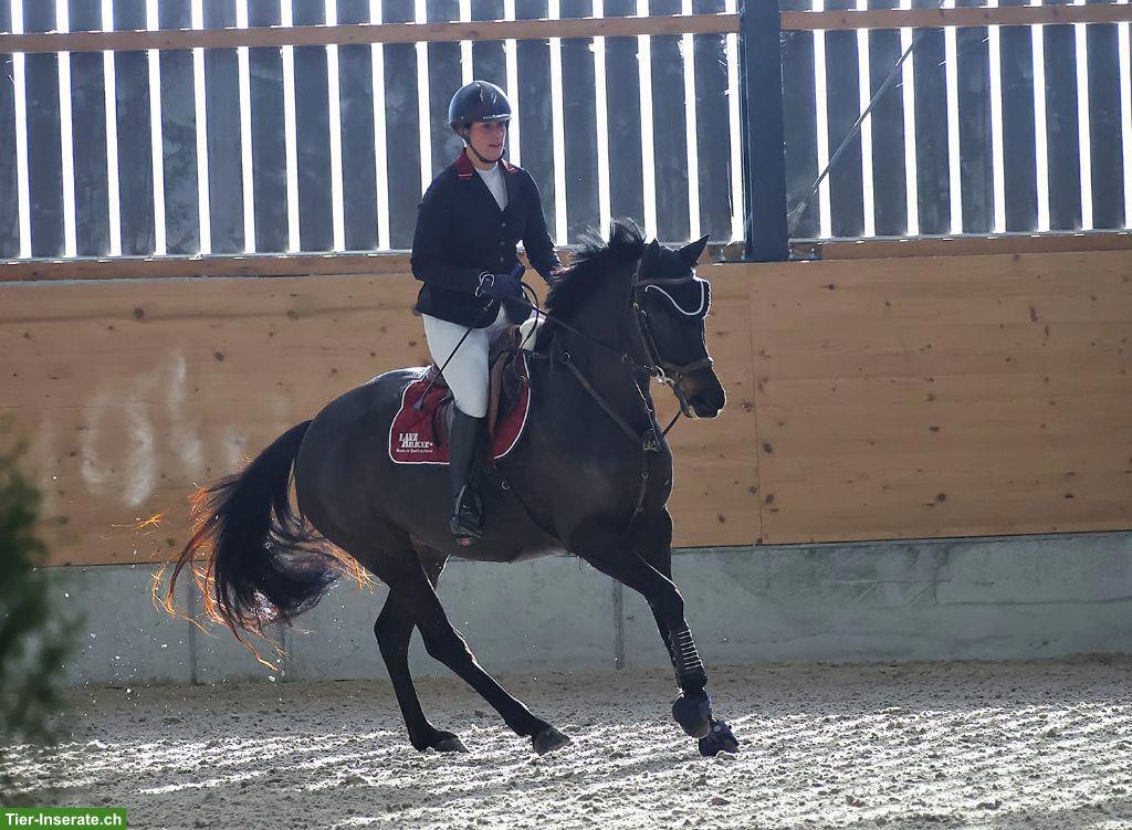 Bild 4: Schweizer Warmblut, nervenstarke Freizeitstute mit Arbeitsfreude