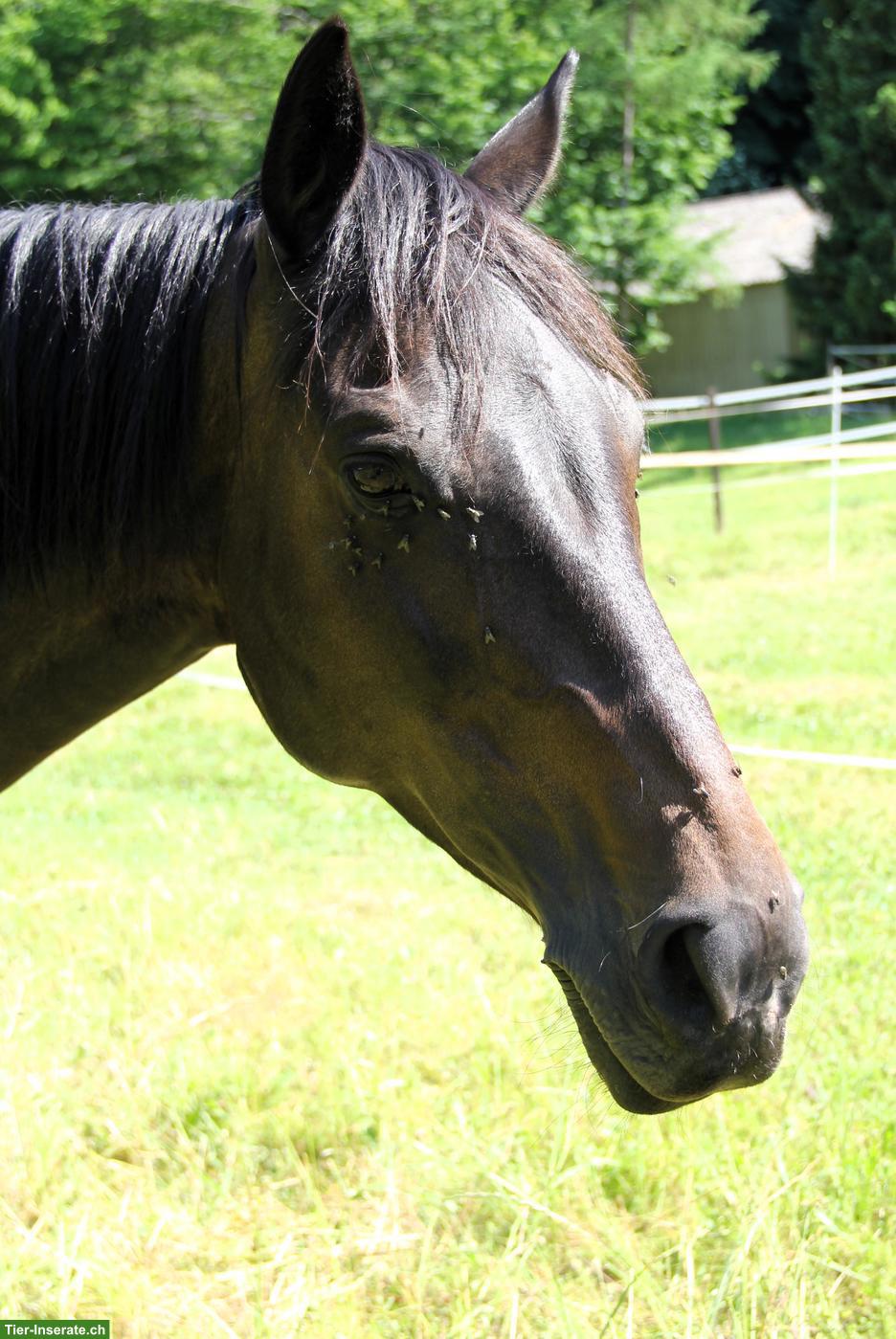 Bild 5: Schweizer Warmblut, nervenstarke Freizeitstute mit Arbeitsfreude