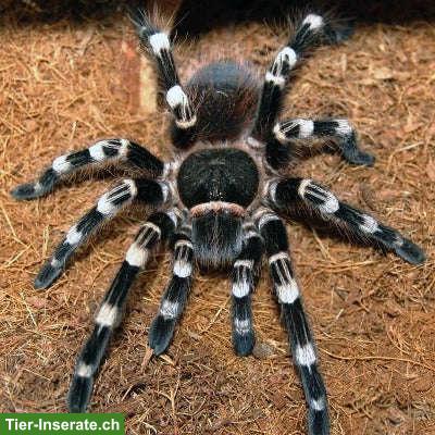 Weissknievogelspinne (Acanthoscurria geniculata)