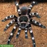 Weissknievogelspinne (Acanthoscurria geniculata)
