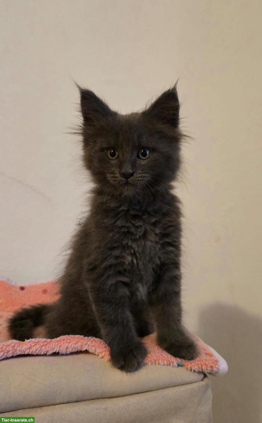Hübsche Maine Coon Kitten