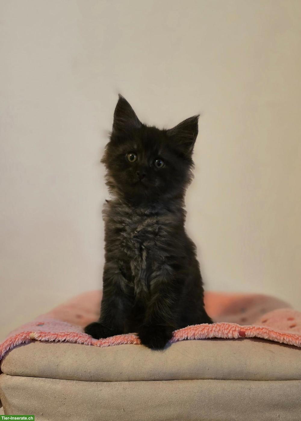Bild 2: Hübsche Maine Coon Kitten