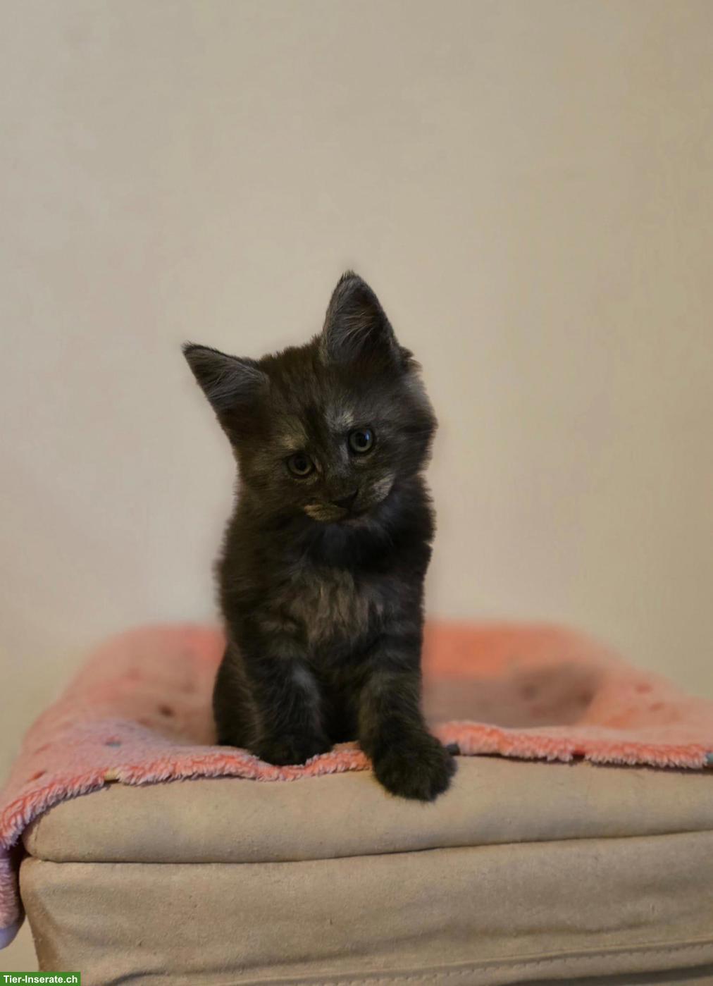 Bild 3: Hübsche Maine Coon Kitten