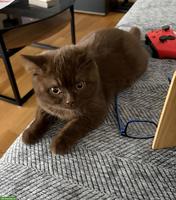 Süsses BKH-Kitten (Mädchen, Chocolate) sucht neues Zuhause