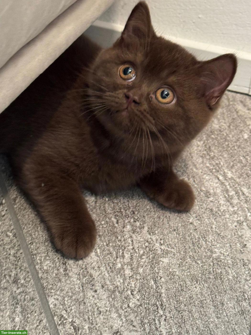Bild 4: Süsses BKH-Kitten (Mädchen, Chocolate) sucht neues Zuhause