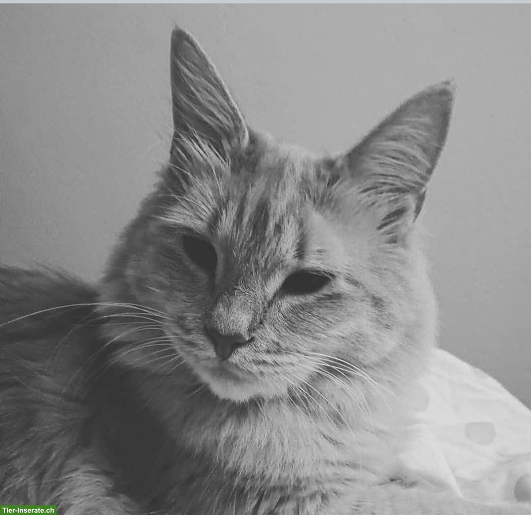 Katzengeschwister Amber & Ómra suchen ihren Menschen
