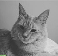 Katzengeschwister Amber & Ómra suchen ihren Menschen