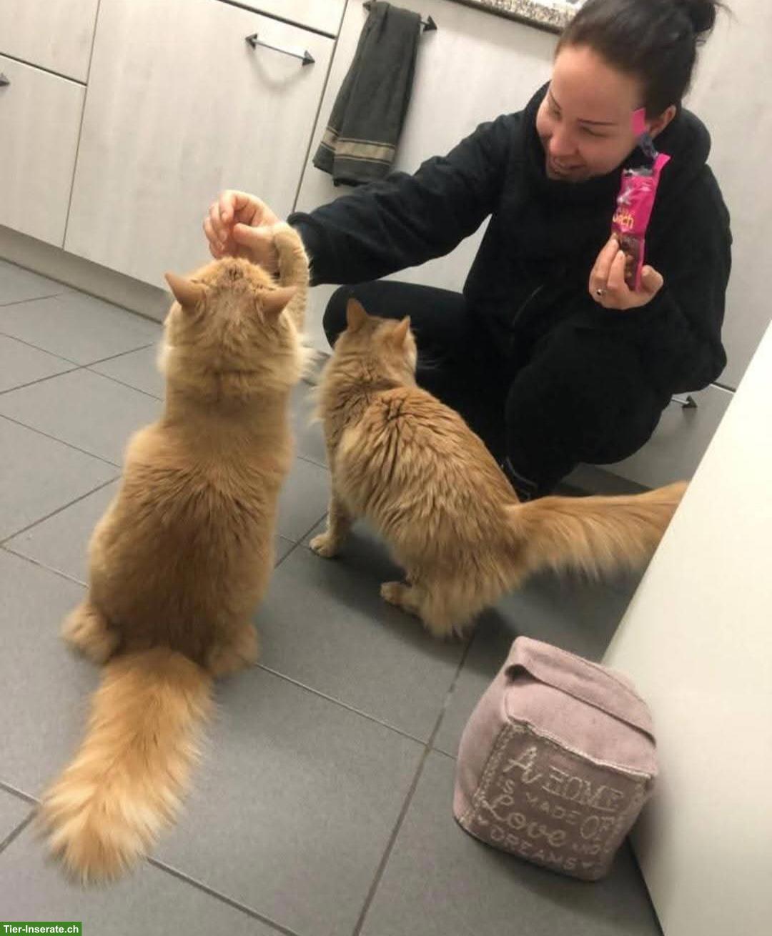 Bild 3: Katzengeschwister Amber & Ómra suchen ihren Menschen