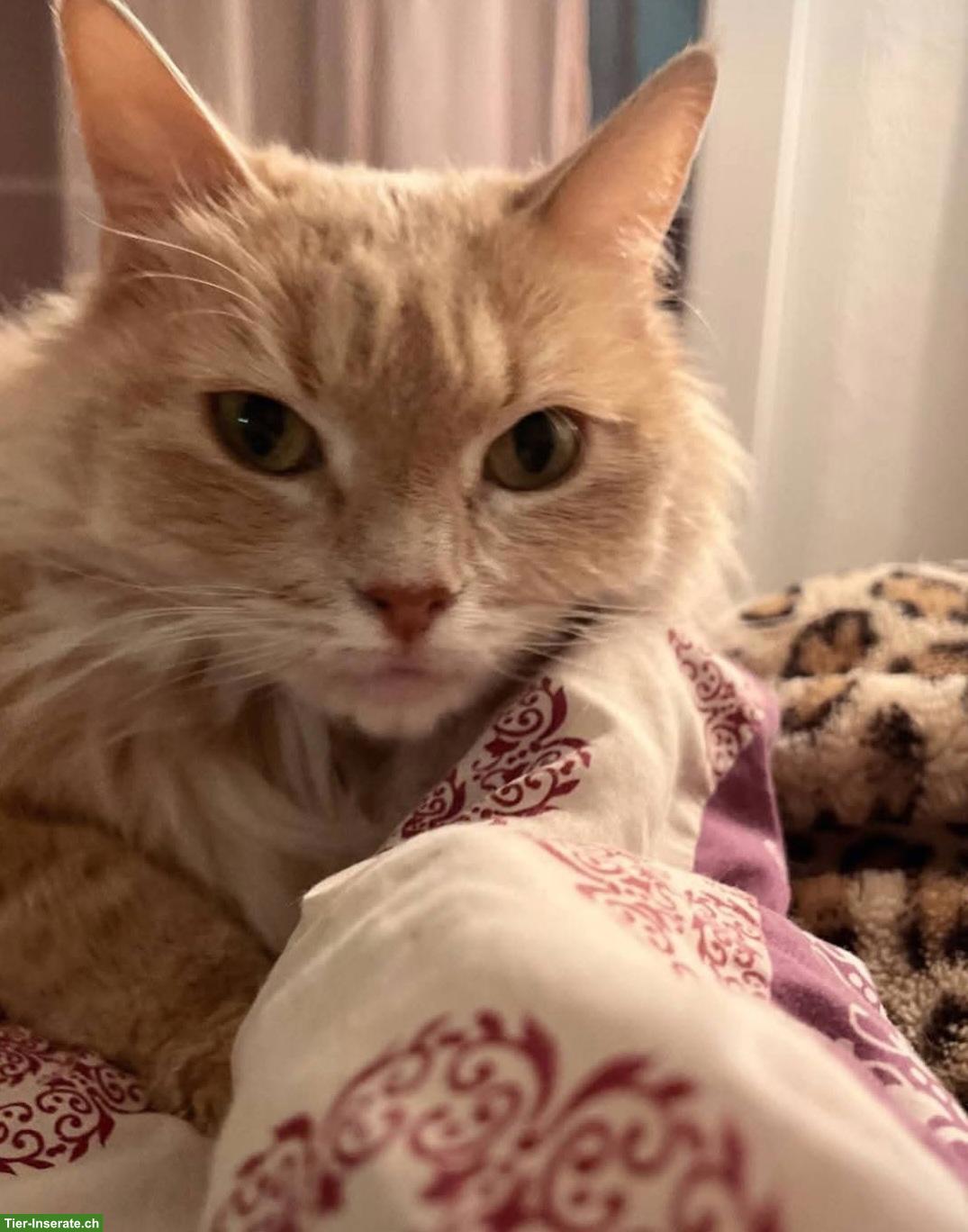 Bild 4: Katzengeschwister Amber & Ómra suchen ihren Menschen