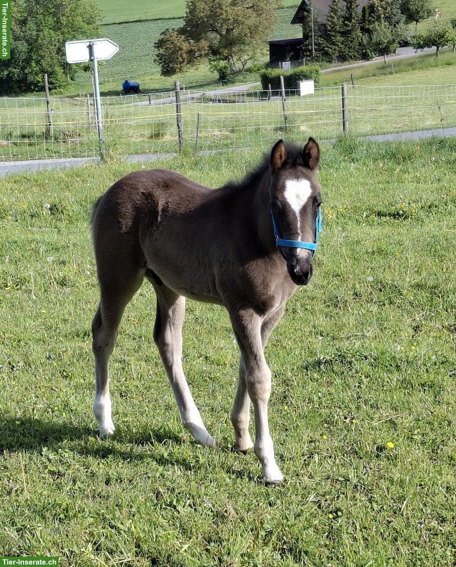 Quarter Horse x Freiberger Hengst Fohlen in spezieller Farbe