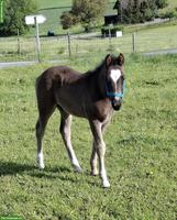 Quarter Horse x Freiberger Hengst Fohlen in spezieller Farbe