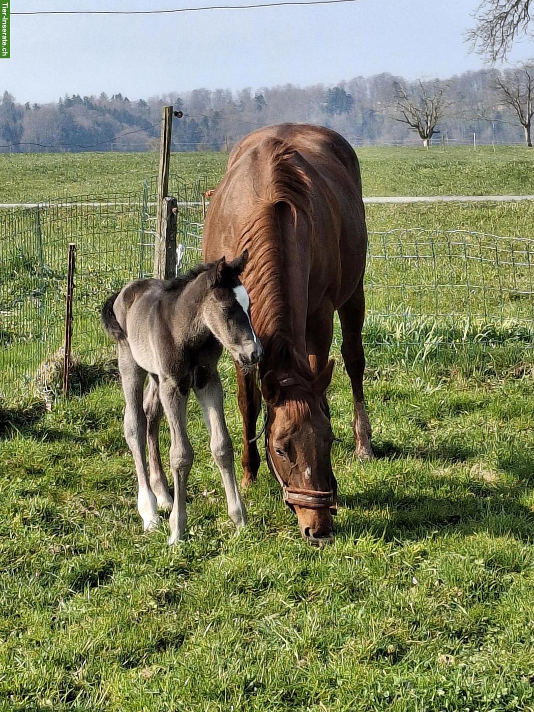 Bild 2: Quarter Horse x Freiberger Hengst Fohlen in spezieller Farbe