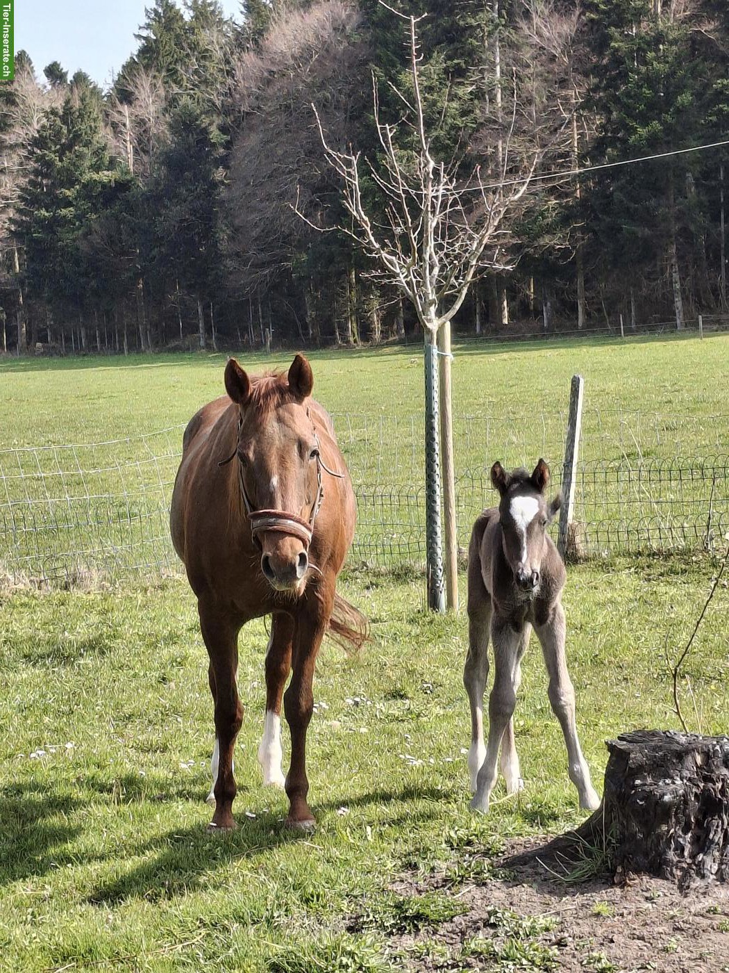 Bild 3: Quarter Horse x Freiberger Hengst Fohlen in spezieller Farbe