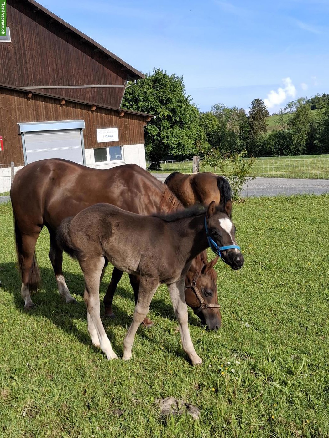 Bild 4: Quarter Horse x Freiberger Hengst Fohlen in spezieller Farbe