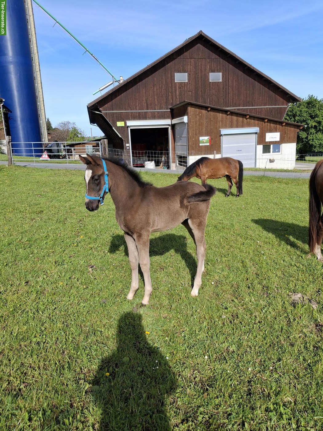 Bild 5: Quarter Horse x Freiberger Hengst Fohlen in spezieller Farbe