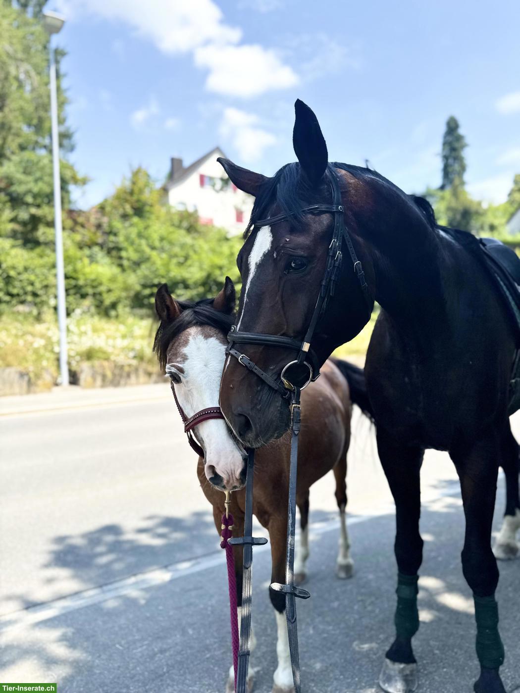 Schweizer Warmblut Wallach, 7-jährig, 1.85 m, Dressur & Springen