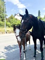 Schweizer Warmblut Wallach, 7-jährig, 1.85 m, Dressur & Springen