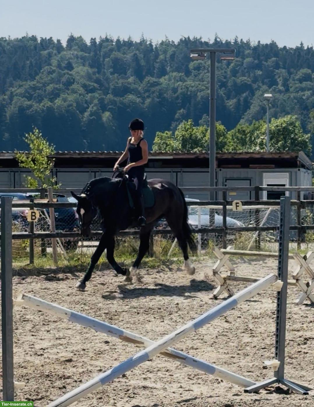 Bild 2: Schweizer Warmblut Wallach, 7-jährig, 1.85 m, Dressur & Springen