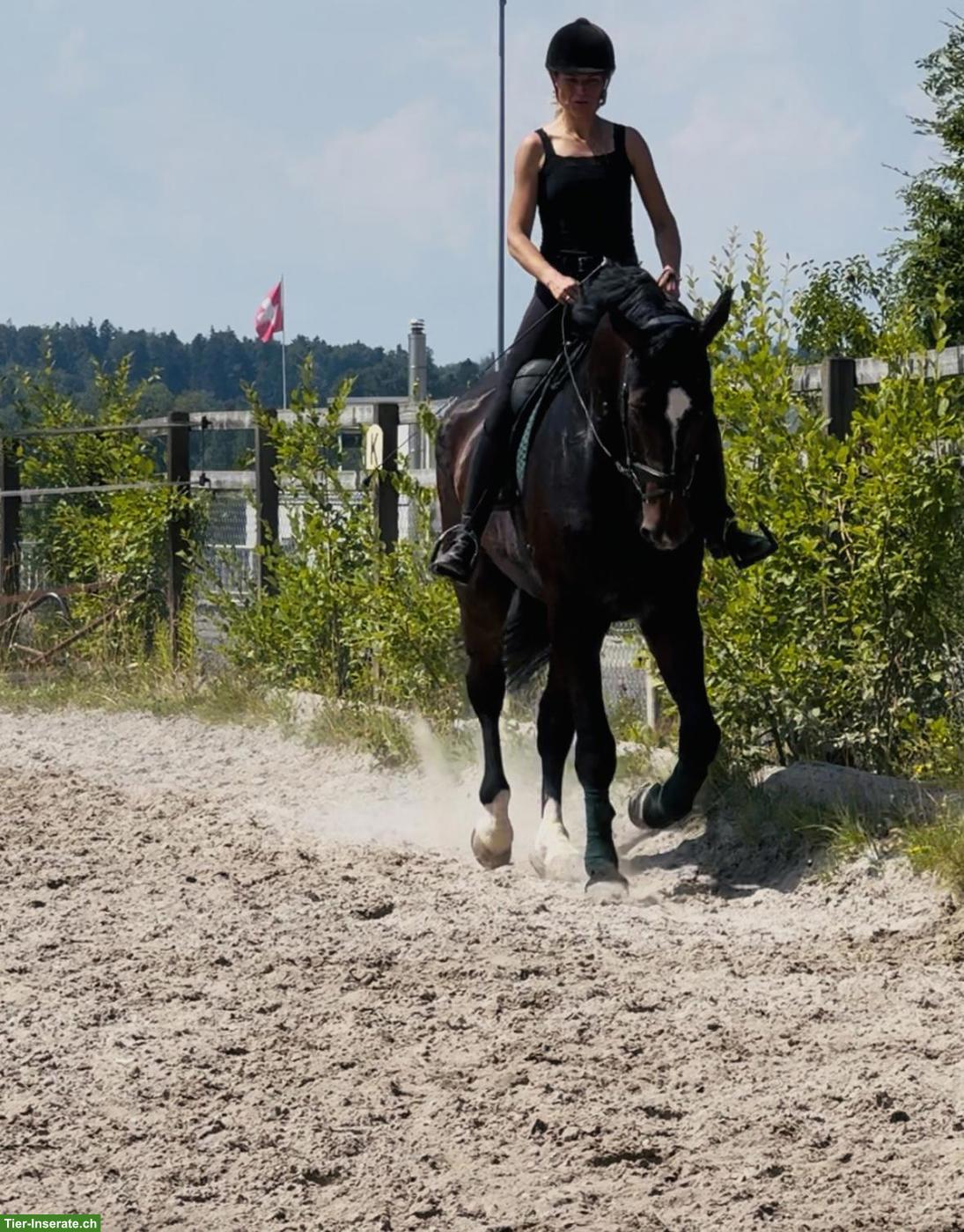 Bild 3: Schweizer Warmblut Wallach, 7-jährig, 1.85 m, Dressur & Springen