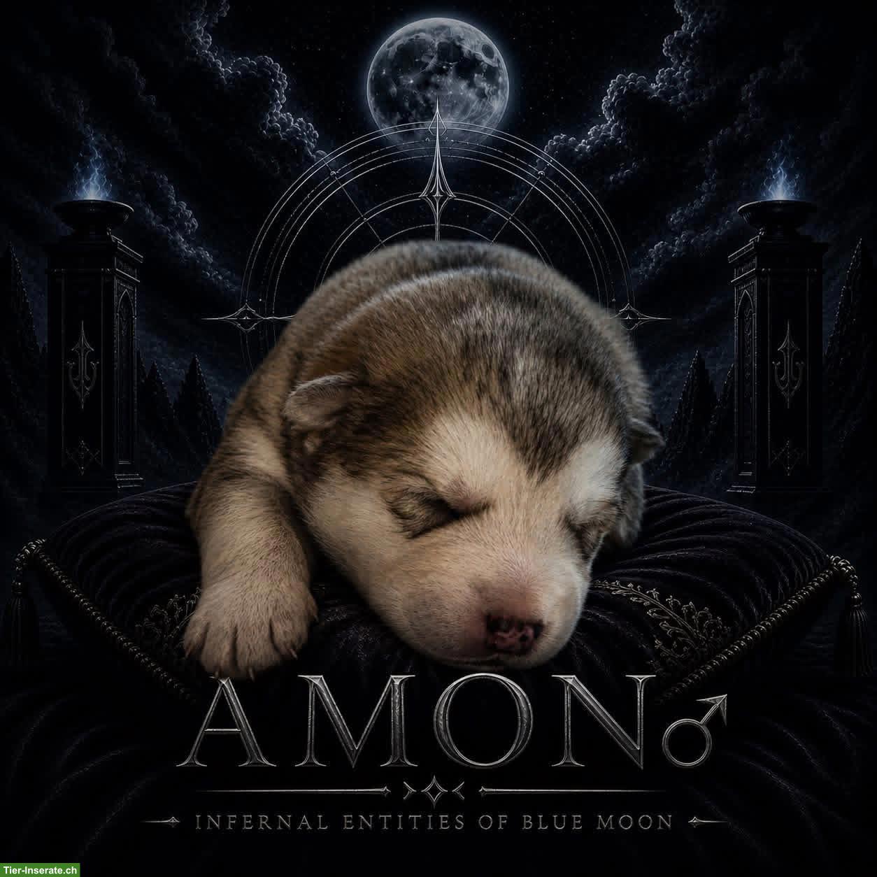 Bild 3: Nordic Companion Dog Welpen