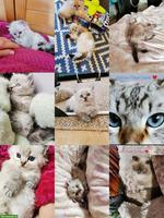 Heilige Birma Kitten mit blauen Augen