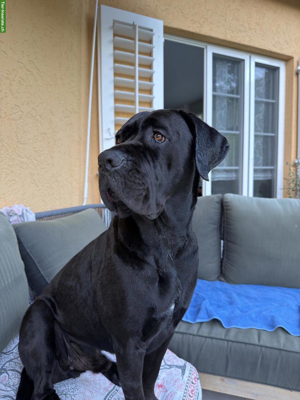Hundesitter/in gesucht für liebevollen Cane Corso Rüde