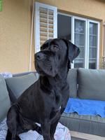 Hundesitter/in gesucht für liebevollen Cane Corso Rüde