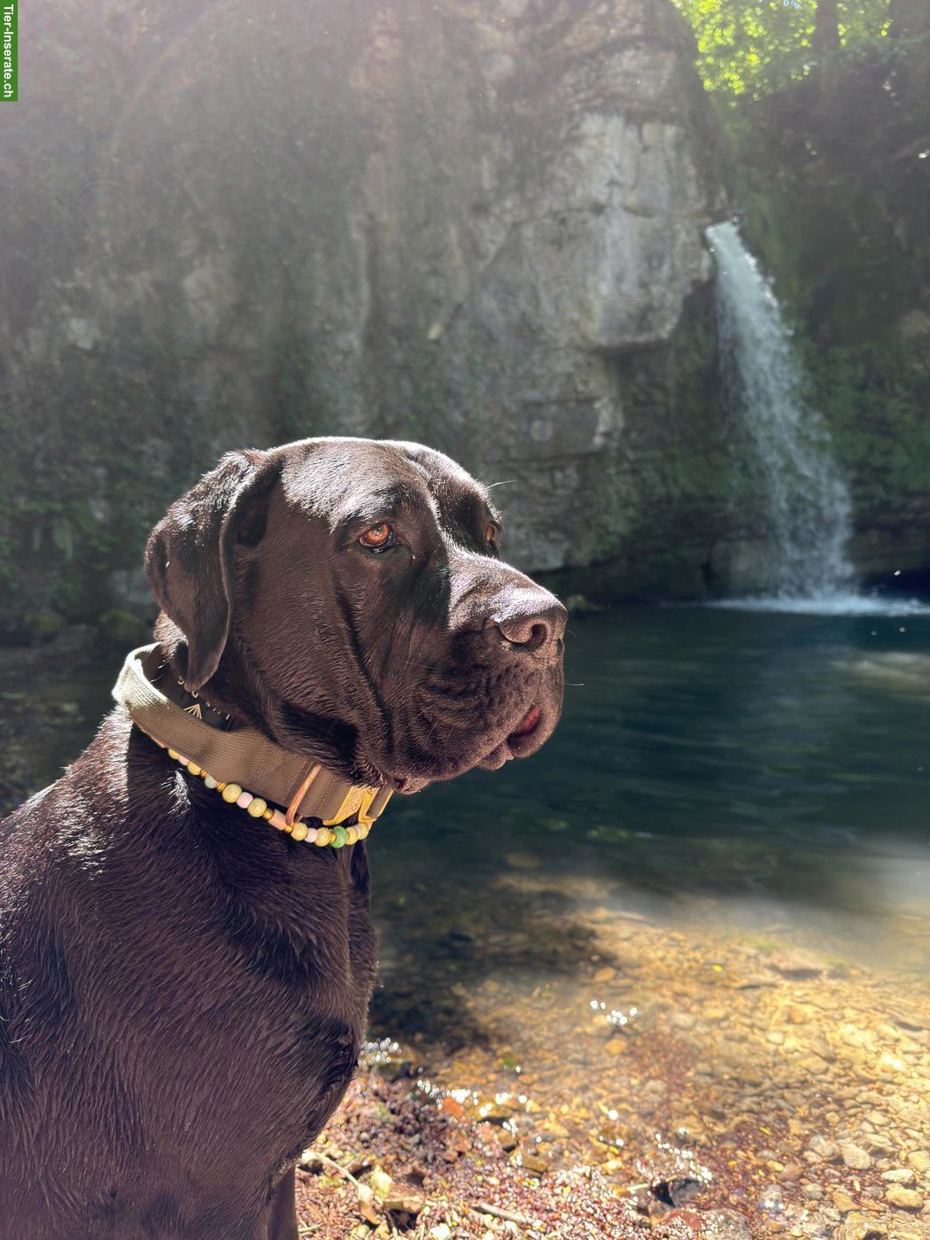 Bild 2: Hundesitter/in gesucht für liebevollen Cane Corso Rüde