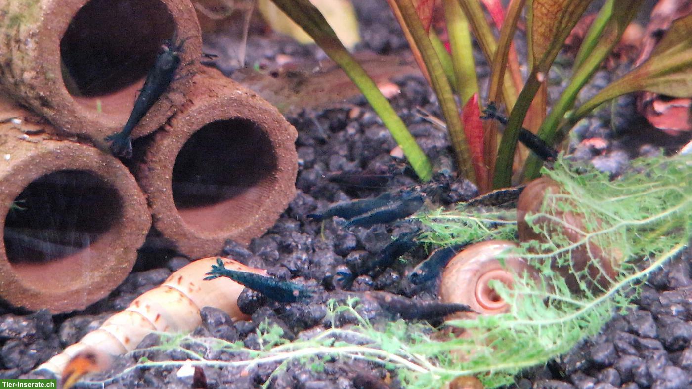 Blaue Garnelen zu verkaufen