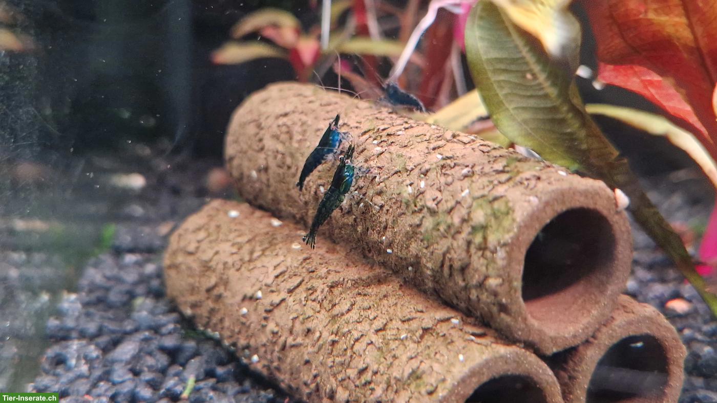 Bild 2: Blaue Garnelen zu verkaufen
