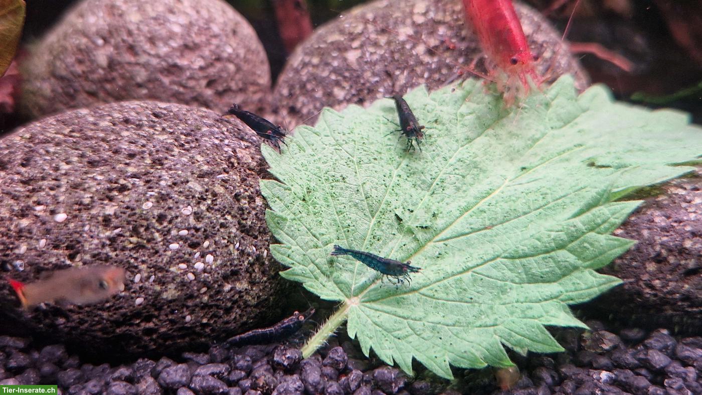 Bild 3: Blaue Garnelen zu verkaufen