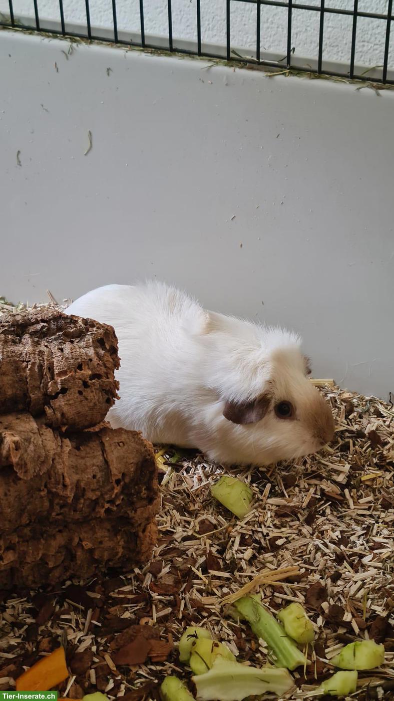 2 süsse Meerschweinchen Männchen inkl. Käfig & Zubehör