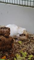 2 süsse Meerschweinchen Männchen inkl. Käfig & Zubehör