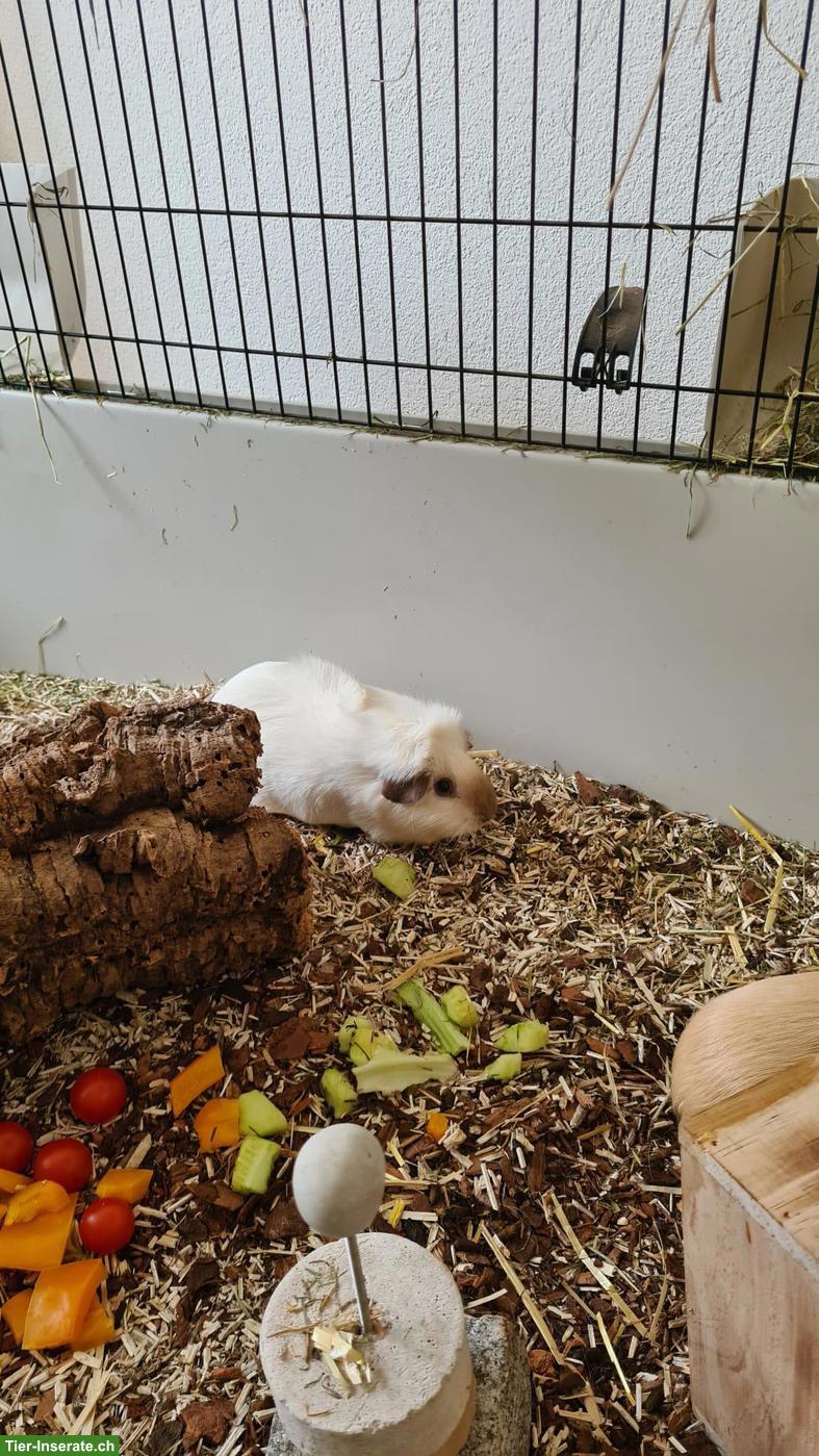 Bild 2: 2 süsse Meerschweinchen Männchen inkl. Käfig & Zubehör