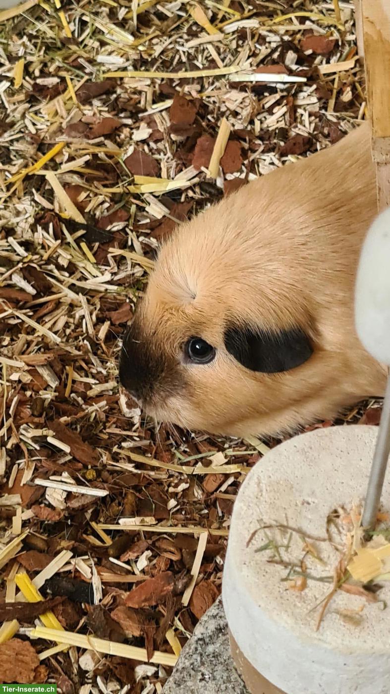 Bild 3: 2 süsse Meerschweinchen Männchen inkl. Käfig & Zubehör