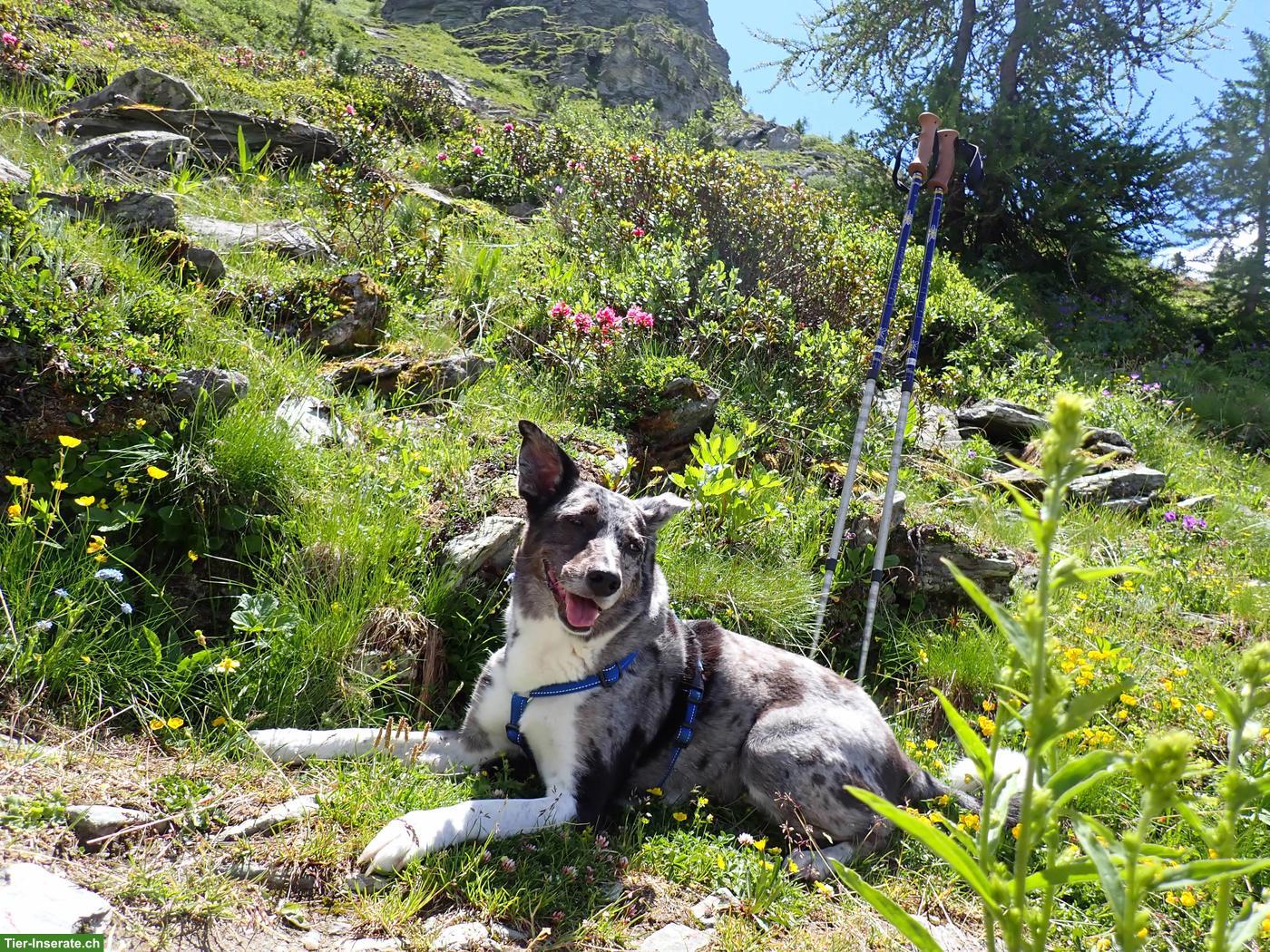 Hundesitter/in gesucht Tagesbetreuung, Binz bei Maur und Umgebung
