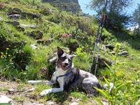 Hundesitter/in gesucht für Tagesbetreuung