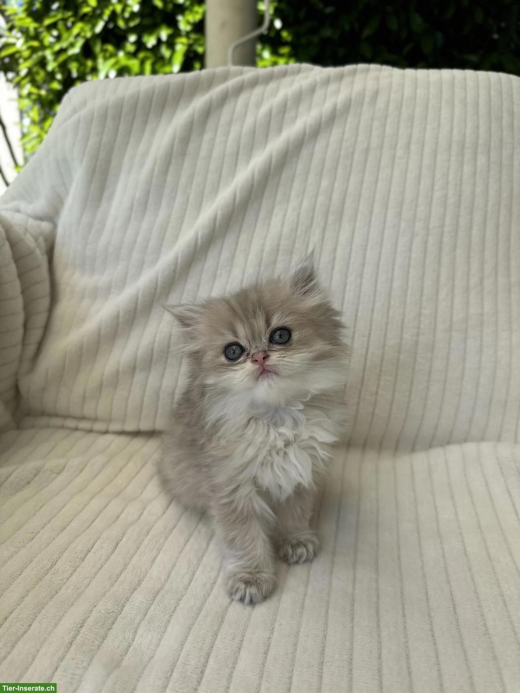 Bild 3: Britisch Langhaar Kitten, Chinchilla