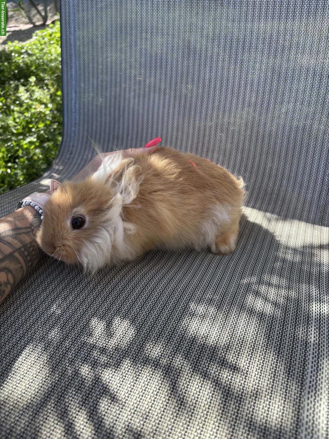 Löwenkopfkaninchen zu verkaufen