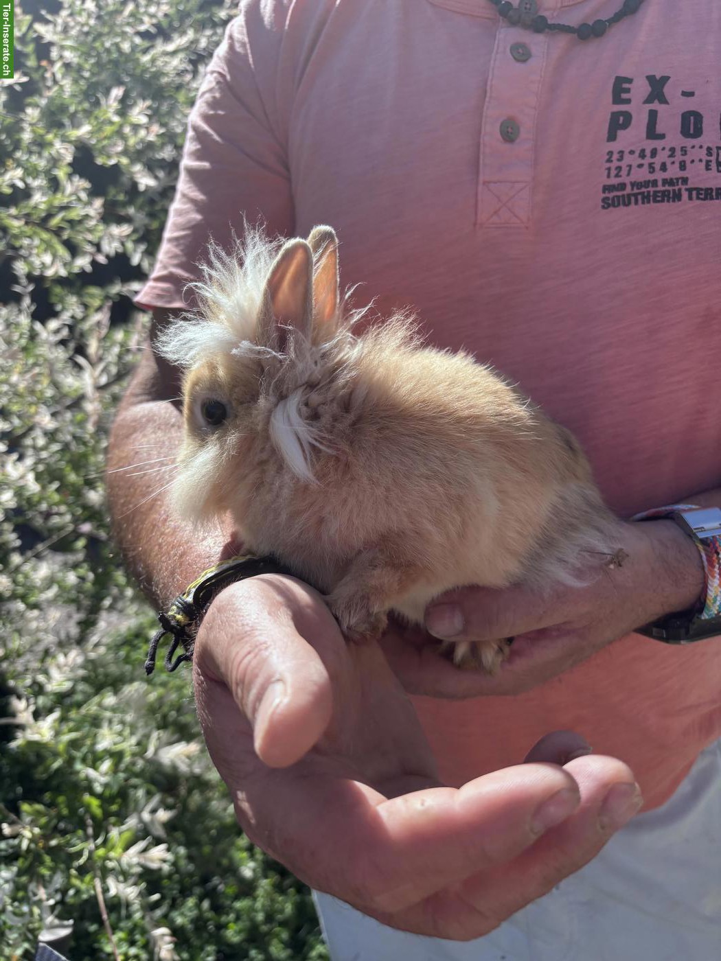 Bild 4: Löwenkopfkaninchen zu verkaufen